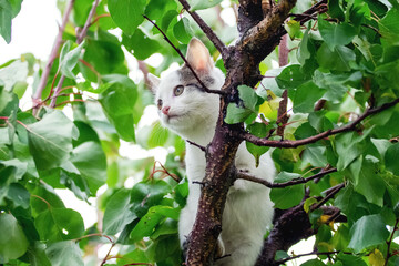 Small cute white kitten on a tree among green leaves in summer