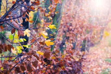 Colorful autumn leaves in the forest on trees in sunny weather