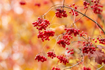 Viburnum branch with red berries on a blurred background of autumn leaves