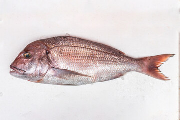 Pagrus pagrus is a species of perciform fish in the Sparidae family. It inhabits the Atlantic from the British Isles