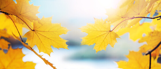 Close up of yellow maple leaves on a tree on a blurred background in light tone
