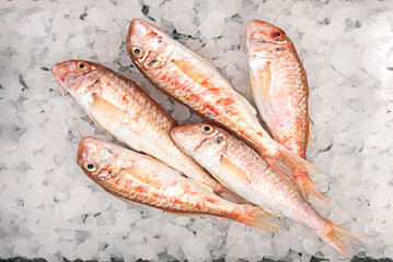 The rock mullet is a species of perciform fish in the Mullidae family. It is found in the Mediterranean Sea