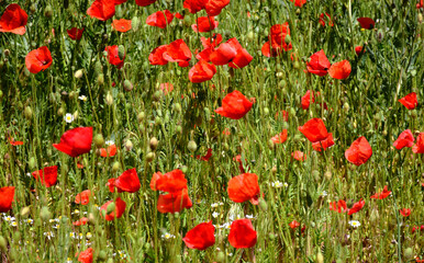 Fototapeta na wymiar red wild poppies and yellow and white daisies. soft blurred green meadow and grass. bright spring light. beauty in nature. fresh colorful nature background. copy space.