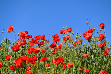 beautiful bright red puppy field.
many blooming red poppies. abstract closeup view of rural field with blue sky background. spring and freshness concept. meadow and wild flowers. nature and outdoors