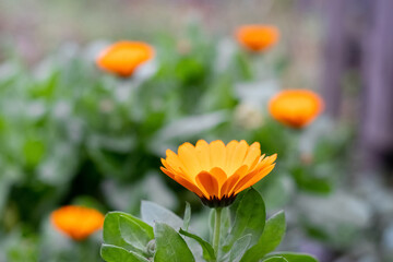 Close-up of orange marigolds in the garden against a blurred background