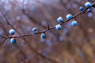 Blackthorn branch with blue berries covered with raindrops in the forest in autumn