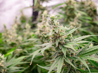 High-quality cannabis plants are prepared for harvest in a greenhouse