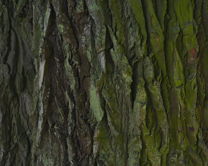 old tree bark texture
