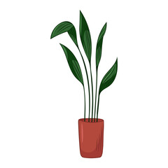 Hand drawn cute summer illustration of growing aspidistra in pot.Vector home plant icon Isolated on white background.
