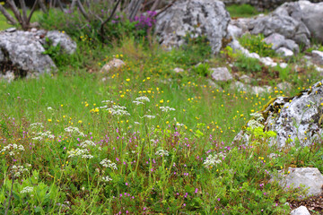 Wild flowers and rocks on the meadow. Selective focus.