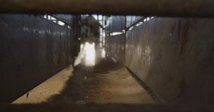 a bull enters a metal chute with dust particles visible in the sunlight.