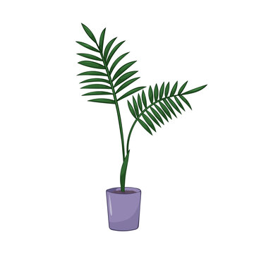 Hand drawn cute summer illustration of Archontophoenix in pot. Flat vector home plant Isolated on white background.