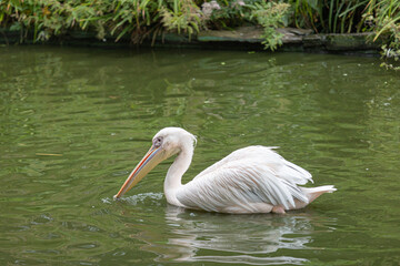Naklejka na ściany i meble A pelican (pelecanus) swims in a lake close to the lakeside