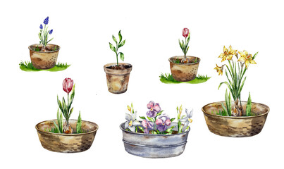 Gardening floral illustration blooming flowers can basket pot