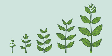 Plant growth stages vector. hand drawing engraving style illustration, isolated on white background