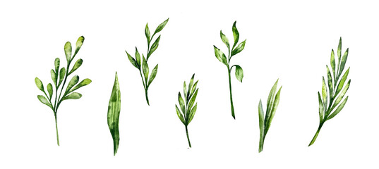 Fototapeta premium Gardening floral illustrationgreen leaves botanical watercolor