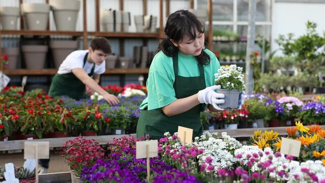  female vendor of flower supermarket near shelf with alyssum chooses pot with young plant to send to customer