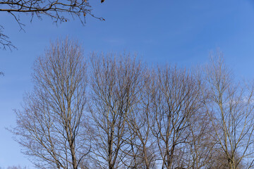 Bare trees in sunny spring weather, bare deciduous trees