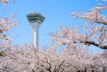 Goryokaku Tower in spring season with Cherry blossom blooming and blue sky at Hakodate City, Hokkaido, Japan. - obrazy, fototapety, plakaty