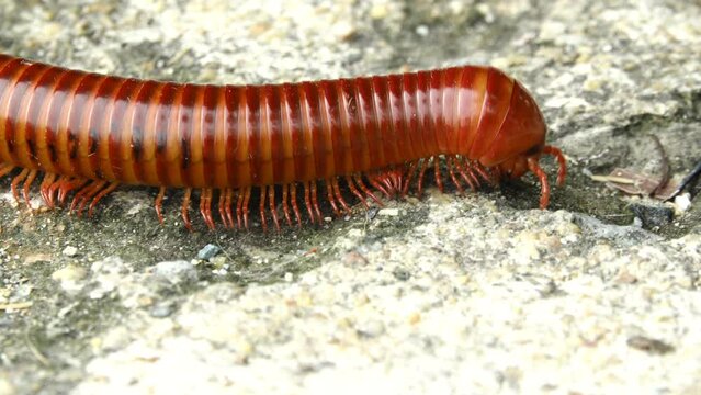 Close-up millipede crawling on the floor