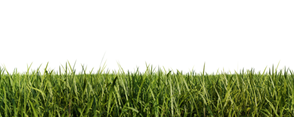 Green grass meadow isolated on transparent background