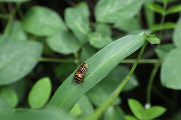 High angle view of a Spotted eye Syrphid fly on the surface of a grass leaf