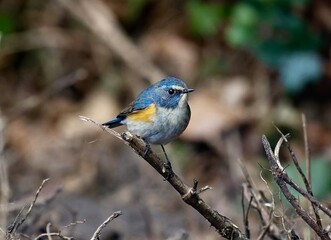 Red Flanked Bluetail in natur