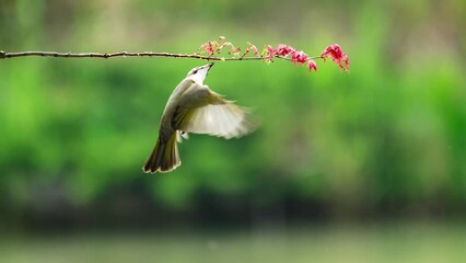 The birds were feeding on the branches. 