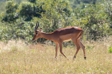 Backlit image of a sub-adult impala ram walking on the African savannah