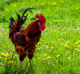 Red rooster in the grass