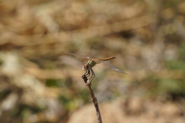The dragonfly is a predatory winged insect belonging to arthropods, the order of dragonflies