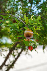 Granat is a species of fruit plant in the genus Pomegranate