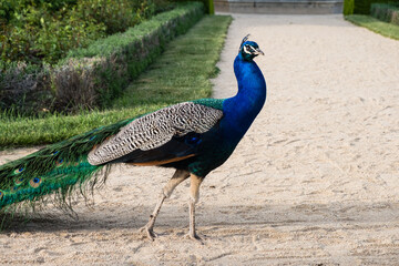 Beautiful peacock walking freely in the park Pavo cristatus