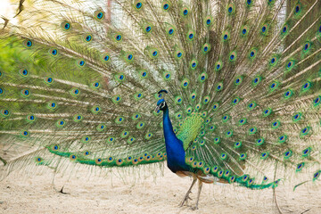 Beautiful peacock walking freely in park Pavo cristatus