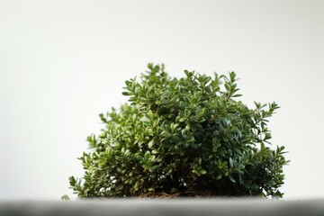Fototapeta na wymiar A solitary green shrub against a white background. Generative AI