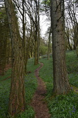Obraz premium the bluebells in the forest on Walton hill in the west midlands