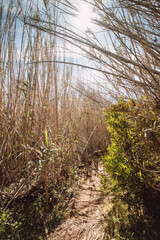 Wading through bamboos on a sunny day in the Odemira region, western Portugal. Wandering along the Fisherman Trail, Rota Vicentina