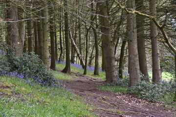 the bluebells in the forest on Walton hill in the west midlands