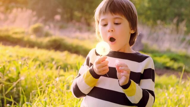 A beautiful 6 year old child blows a fluffy dandelion. Boy on the meadow with white flower in his hand. Summer time. Human and nature. Close-up. Vacations in the village. Childhood joy. Happy moments.