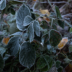 frost on leaves