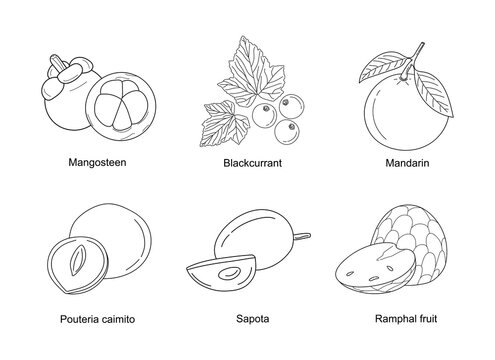 Set of hand drawn fruits. Line healthy fruits of Mangosteen, Blackcurrant, Mandarin, Pouteria caimito, Sapota, Ramphal. Line art organic fruits isolated on white background. Vector illustration