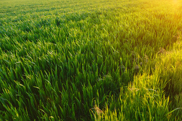 beautiful summer landscape in sun, green field of young winter wheat, growing cereal plants, ripening agro culture, agricultural concept, food crisis, growing crop, environmentally friendly plants