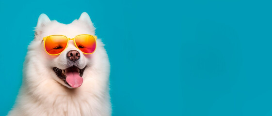 Fototapeta na wymiar A cute samoyed dog wearing sunglasses on blue background with copy space. Generative AI.