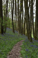 the bluebells in the forest on Walton hill in the west midlands
