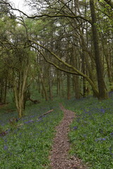 the bluebells in the forest on Walton hill in the west midlands