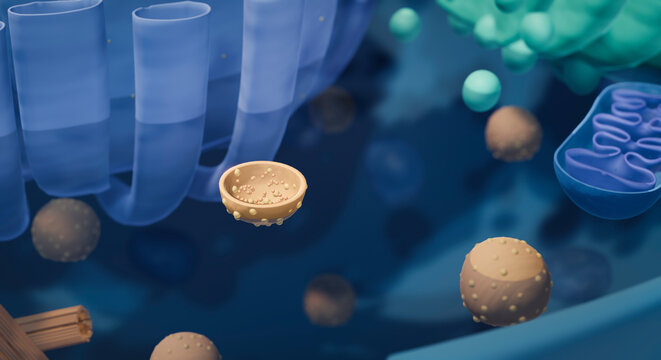 Vesicles such as Lysosomes and peroxisomes in animal cell