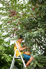 a boy harvests cherries in a basket on a ladder near a cherry tree