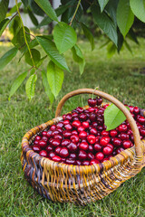 Fototapeta na wymiar Tasty cherries in a wooden basket. basket of fresh ripe cherries in a garden