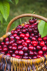 Tasty cherries in a wooden basket. basket of fresh ripe cherries in a garden