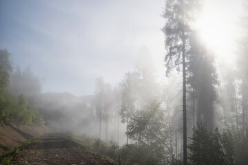 Fototapeta na wymiar Fog in the forest. Misty forest morning light in sunny forest